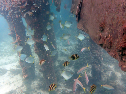 Monodactylus argenteus