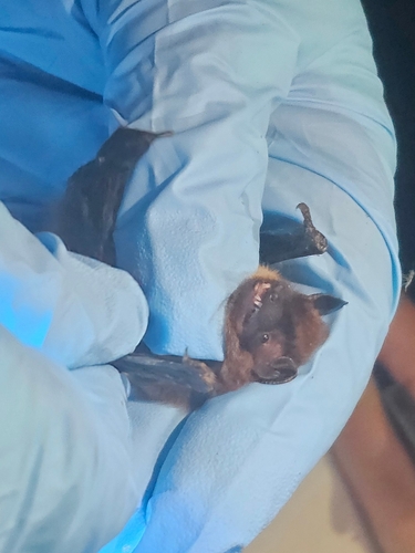 Evening Bat observed by hydrophilus