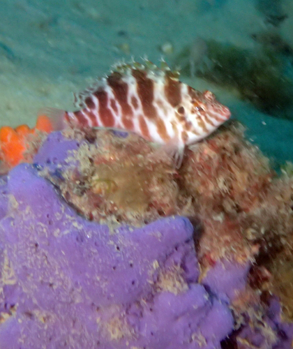 Cirrhitichthys aprinus