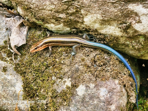 Shanghai Elegant Skink