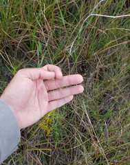 Eragrostis elliottii