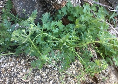 Eucrypta chrysanthemifolia bipinnatifida