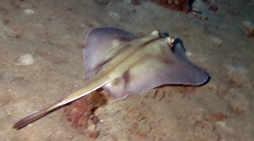 Urolophus kapalensis