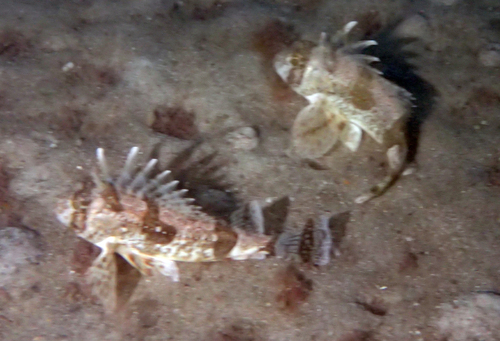 Centropogon australis