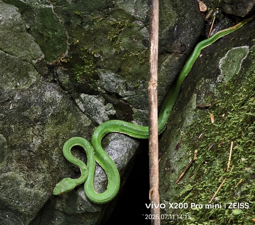 Chinese Green Tree Viper