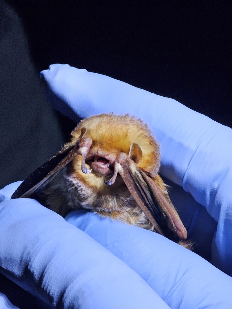 Red Bat Capture Eastern Red Bat in May 2026 by Eric C. Maxwell. Handled during a ...