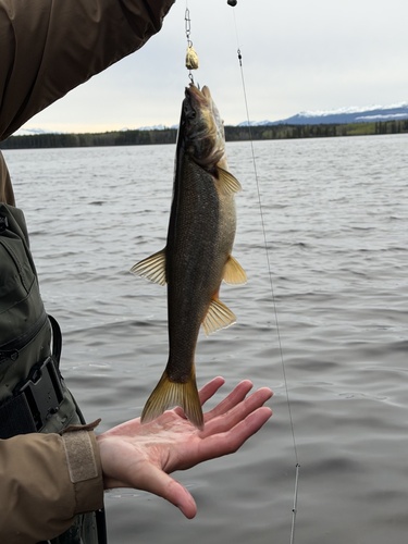 Northern Pikeminnow