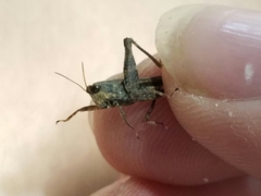 Tettigidea