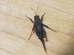 Tettigidea