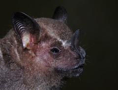 Artibeus lituratus
