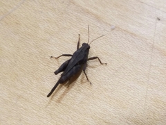 Tettigidea