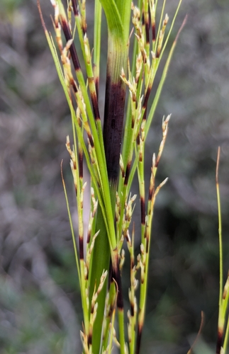 Tetraria arundinacea observed 2026-05-04