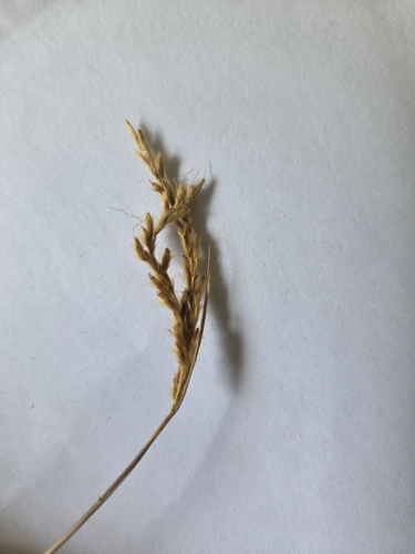 Water Grass
