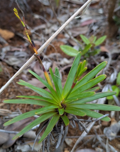 Chamaedendron fragilis observed 2026-05-04