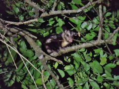 Didelphis marsupialis