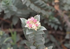 Pimelea mimosa