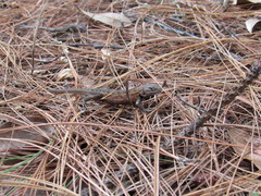 Sceloporus subniger