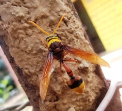 Delta pyriforme pyriforme