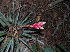 Tillandsia lampropoda