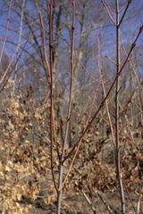 Acer pensylvanicum