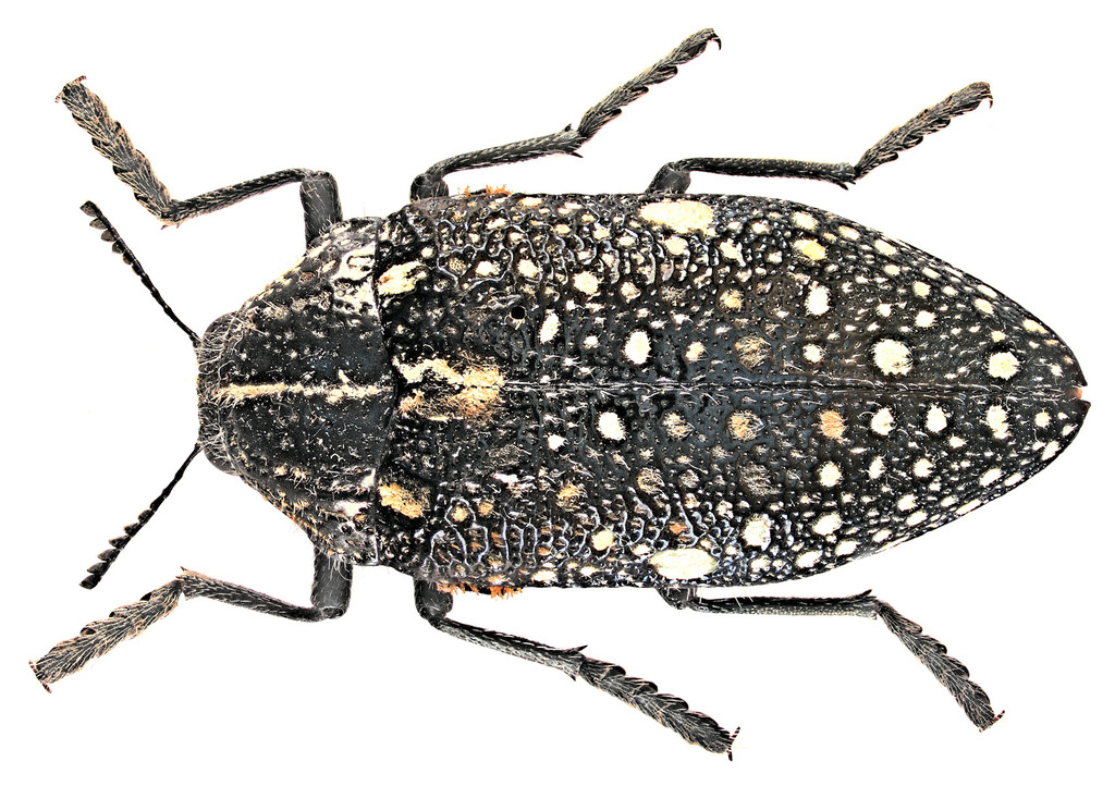Julodis chevrolatii