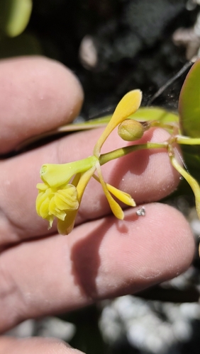 Epidendrum oaxacanum Rolfe