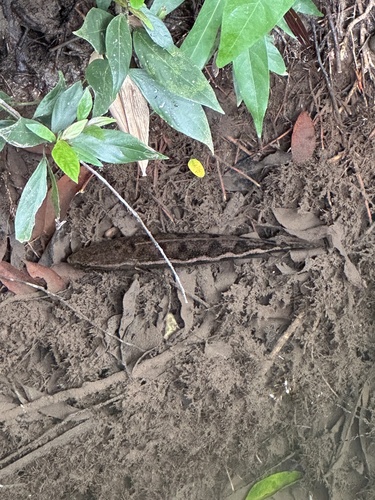 Forest Snakehead