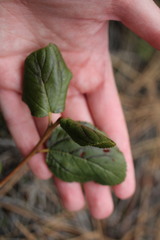 Ceanothus velutinus velutinus