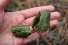Ceanothus velutinus velutinus