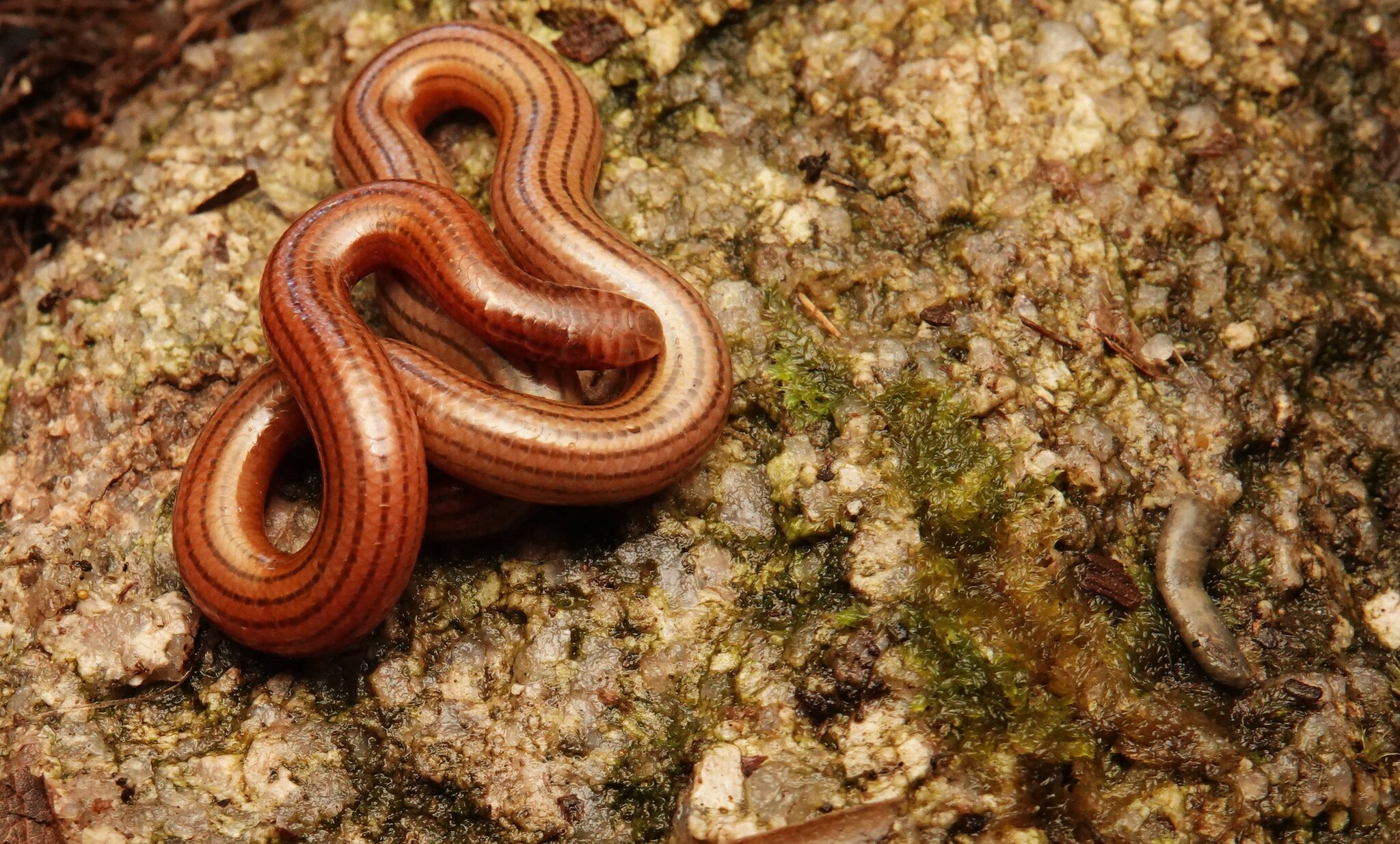 Seven-Striped Blind Snake photo 4