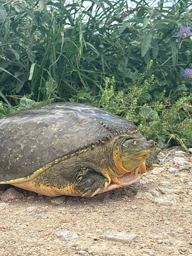 Spiny Softshell observed by sofiamesser