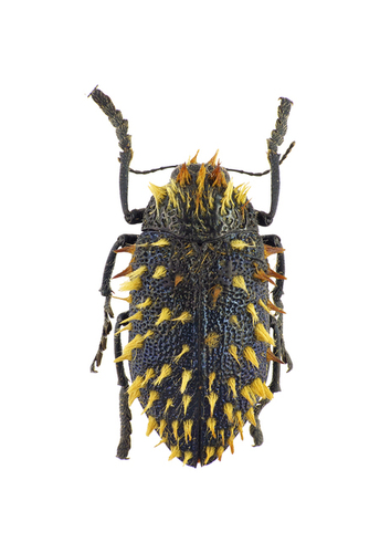 Julodis cirrosa thumbnail