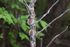 Fungi