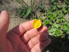 Ranunculus hispidus hispidus