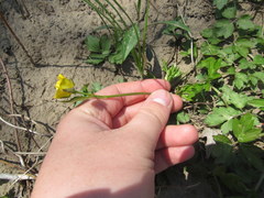 Ranunculus hispidus hispidus