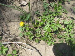 Ranunculus hispidus hispidus