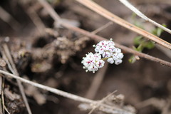 Lomatium canbyi