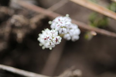 Lomatium canbyi