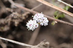 Lomatium canbyi
