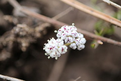 Lomatium canbyi