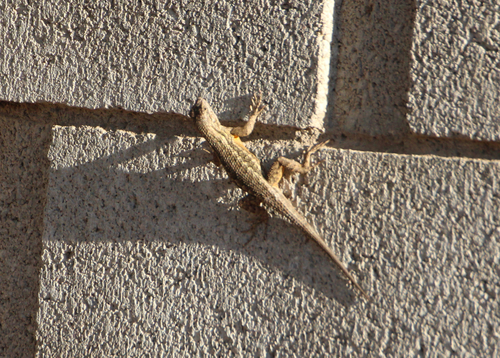 Western Fence Lizard observed by nerpanura