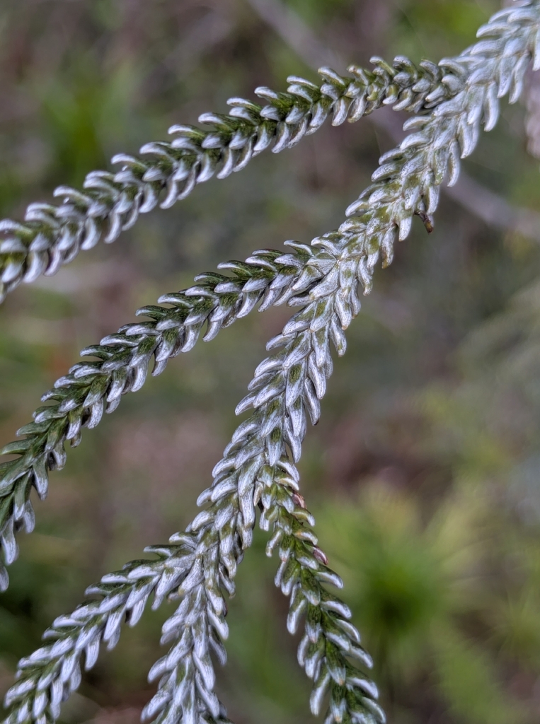 Dacrydium balansae