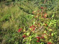 Viburnum trilobum image