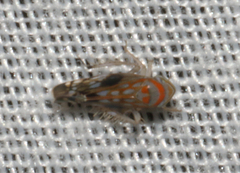 Diemoides smithtoniensis