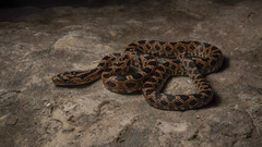Green Rat Snake photo 4