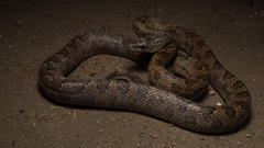 Green Rat Snake photo 2
