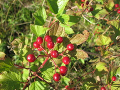 Viburnum trilobum image