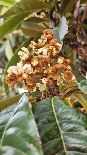 Loquat