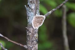 Fungi