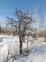 Crataegus chlorosarca